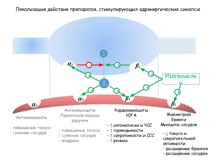 НА Локализация действия препаратов, стимулирующих адренергические синапсы β1 α1 β2 α2 β2