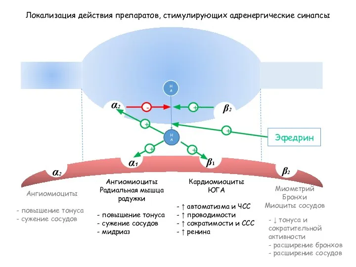 НА Локализация действия препаратов, стимулирующих адренергические синапсы β1 α1 β2 α2 β2