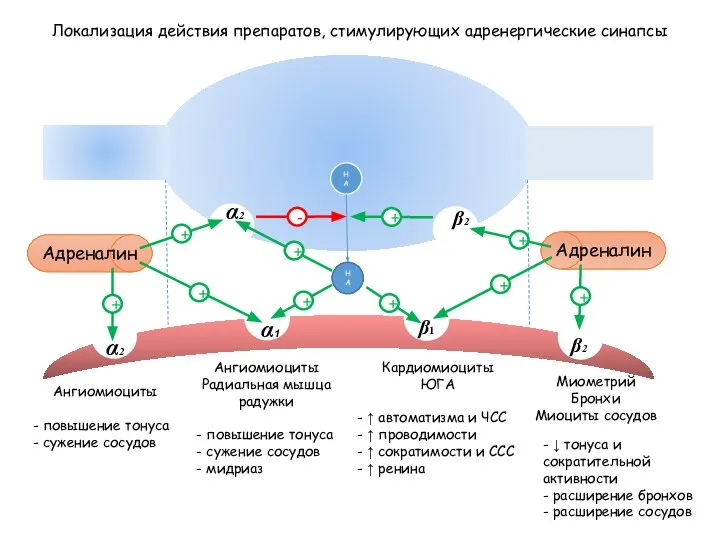 НА β1 α1 β2 α2 β2 α2 НА + + - +