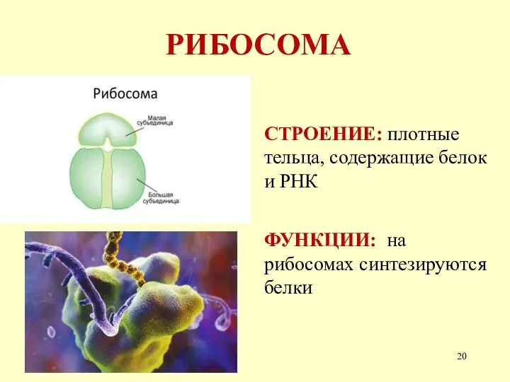 РИБОСОМА СТРОЕНИЕ: плотные тельца, содержащие белок и РНК ФУНКЦИИ: на рибосомах синтезируются белки