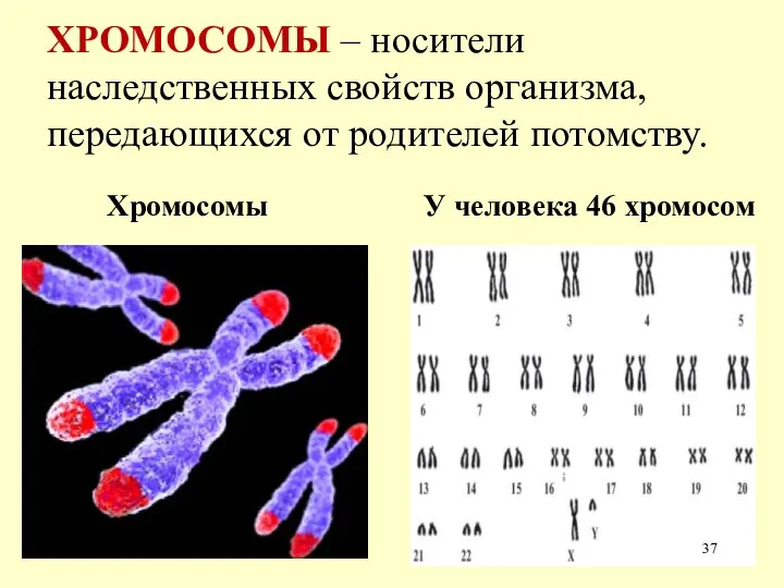 ХРОМОСОМЫ – носители наследственных свойств организма, передающихся от родителей потомству. Хромосомы У человека 46 хромосом