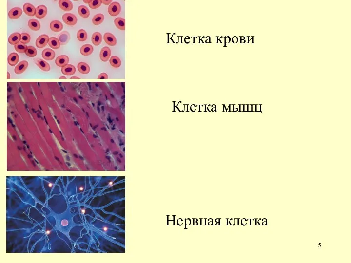 Клетка крови Клетка мышц Нервная клетка