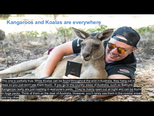Kangaroos and Koalas are everywhere This one is partially true. While Koalas