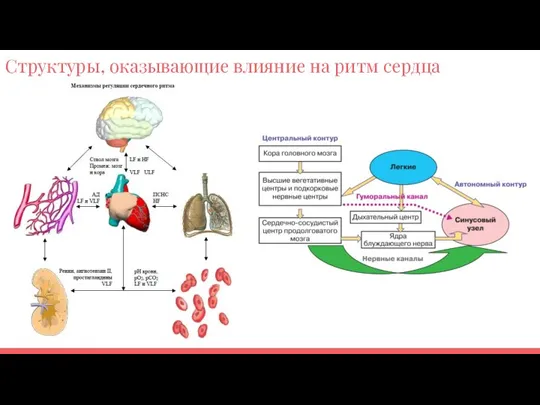 Структуры, оказывающие влияние на ритм сердца