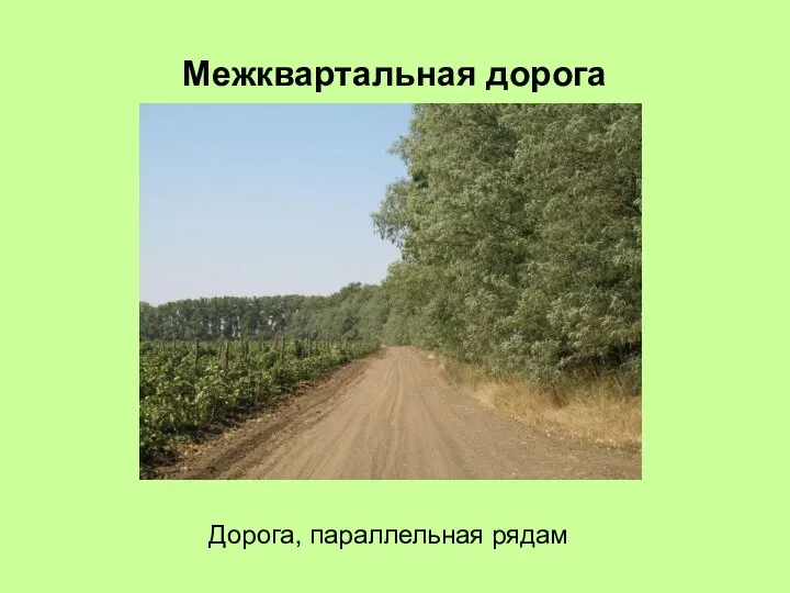 Межквартальная дорога Дорога, параллельная рядам