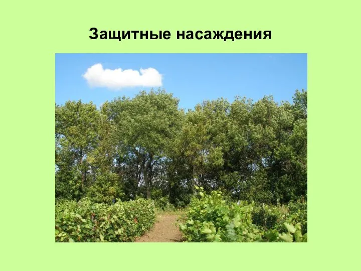 Защитные насаждения