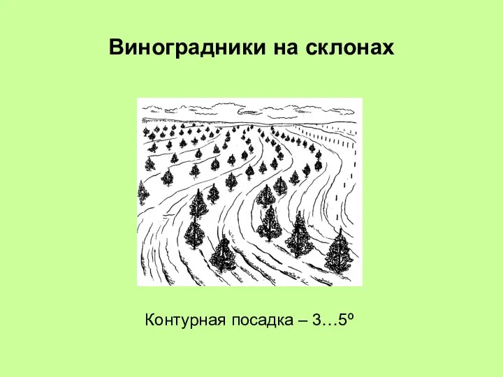 Виноградники на склонах Контурная посадка – 3…5º