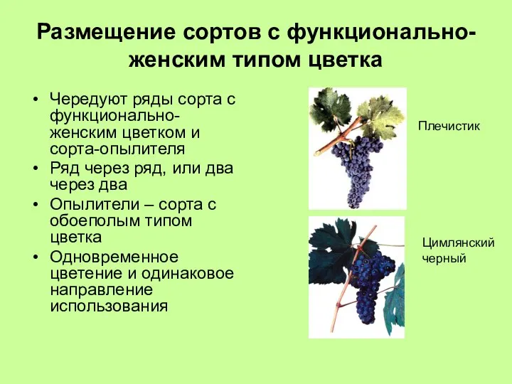 Размещение сортов с функционально-женским типом цветка Чередуют ряды сорта с функционально-женским цветком