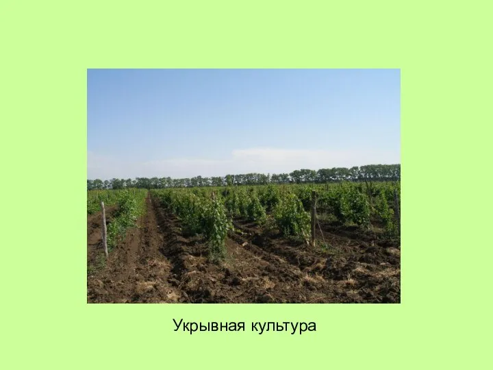 Укрывная культура