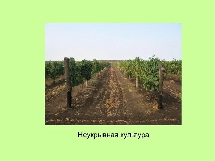 Неукрывная культура