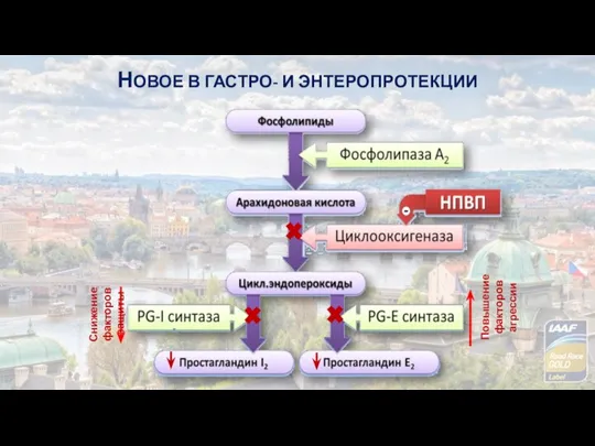 Снижение факторов защиты Повышение факторов агрессии НОВОЕ В ГАСТРО- И ЭНТЕРОПРОТЕКЦИИ