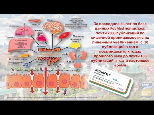 Hiroshi Fukui.Increased Intestinal Permeability and Decreased Barrier Function: Does It Really Influence