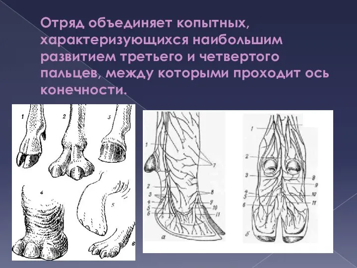 Отряд объединяет копытных, характеризующихся наибольшим развитием третьего и четвертого пальцев, между которыми проходит ось конечности.