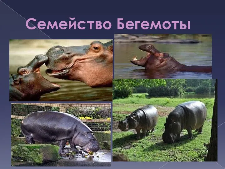 Семейство Бегемоты