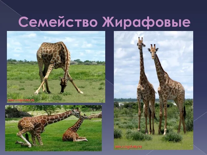 Семейство Жирафовые