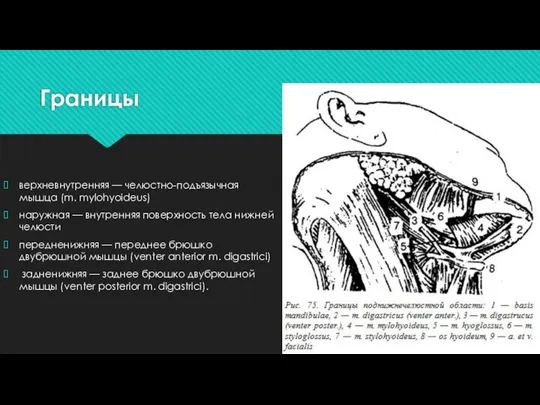 Границы верхневнутренняя — челюстно-подъязычная мышца (m. mylohyoideus) наружная — внутренняя поверхность тела