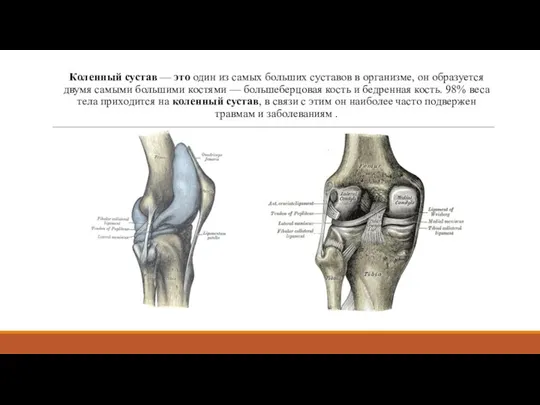 Коленный сустав — это один из самых больших суставов в организме, он
