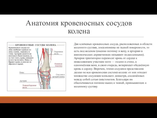 Анатомия кровеносных сосудов колена Два ключевых кровеносных сосуда, расположенных в области коленного