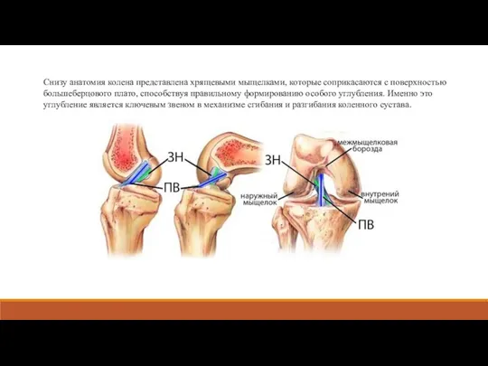Снизу анатомия колена представлена хрящевыми мыщелками, которые соприкасаются с поверхностью большеберцового плато,