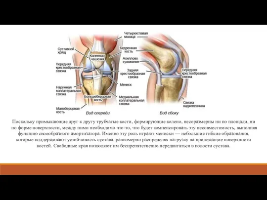 Поскольку примыкающие друг к другу трубчатые кости, формирующие колено, несоразмерны ни по