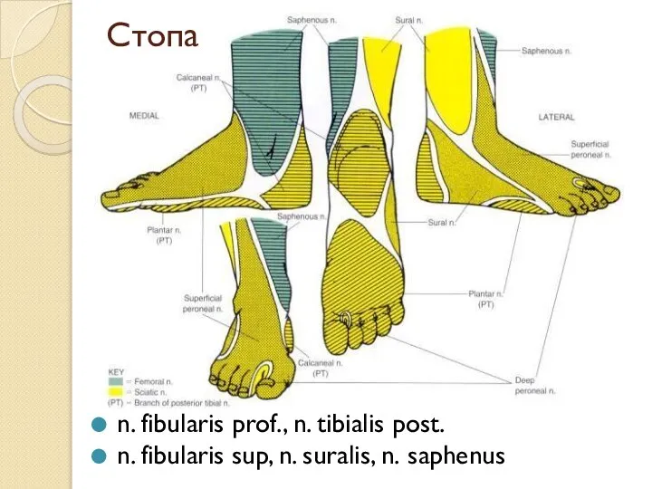 Стопа n. fibularis prof., n. tibialis post. n. fibularis sup, n. suralis, n. saphenus