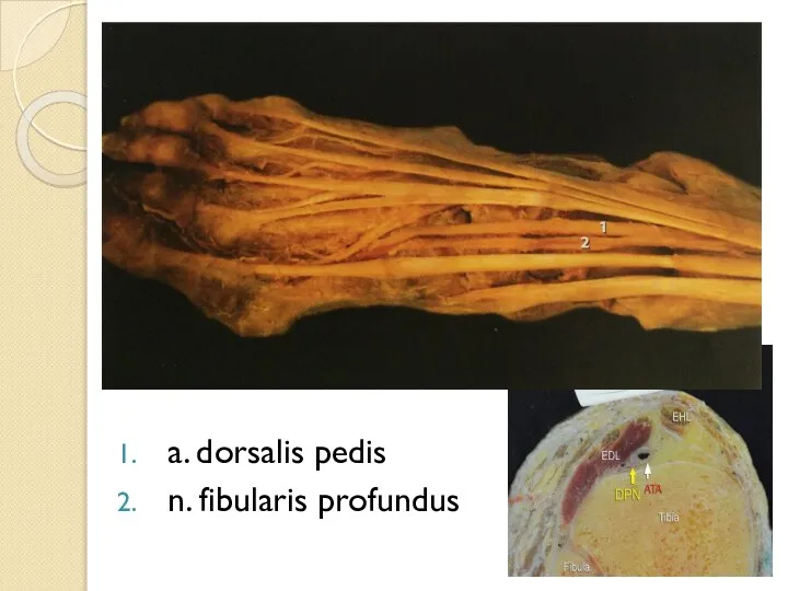 a. dorsalis pedis n. fibularis profundus