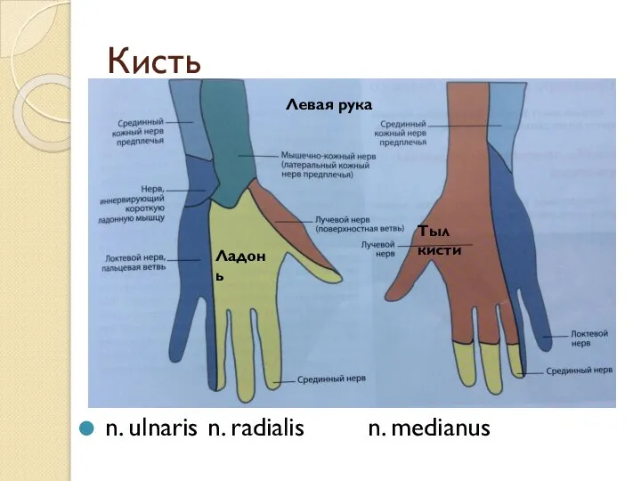 Кисть n. ulnaris n. radialis n. medianus Левая рука Ладонь Тыл кисти