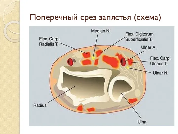 Поперечный срез запястья (схема)