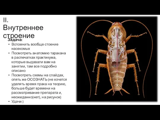 II. Внутреннее строение Задача: Вспомнить вообще стоение насекомых Посмотреть анатомию таракана в