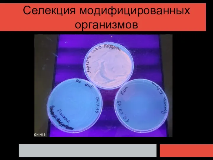 Селекция модифицированных организмов