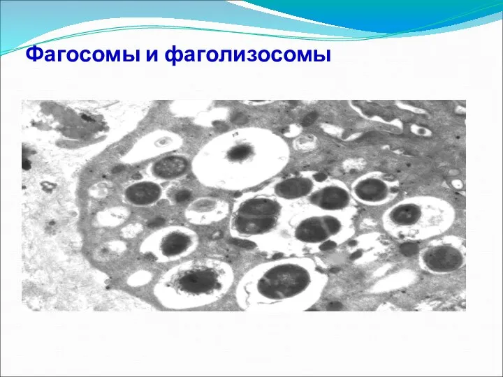 Фагосомы и фаголизосомы