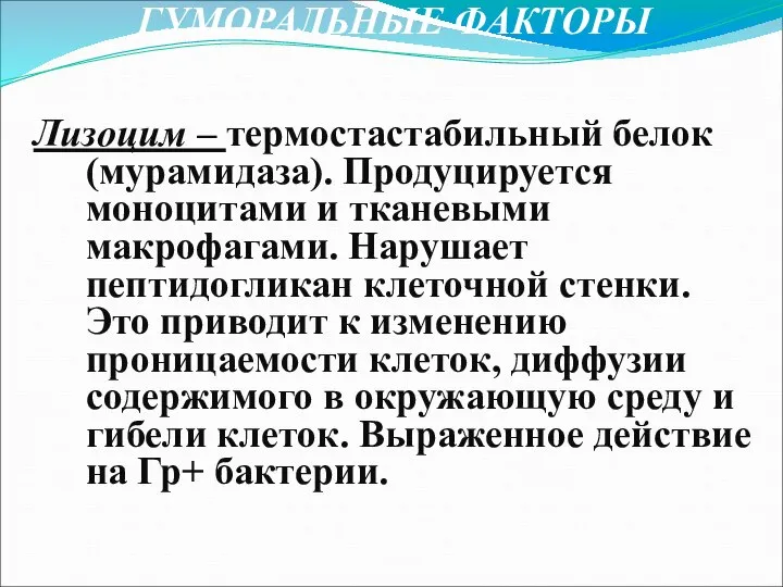 ГУМОРАЛЬНЫЕ ФАКТОРЫ Лизоцим – термостастабильный белок (мурамидаза). Продуцируется моноцитами и тканевыми макрофагами.