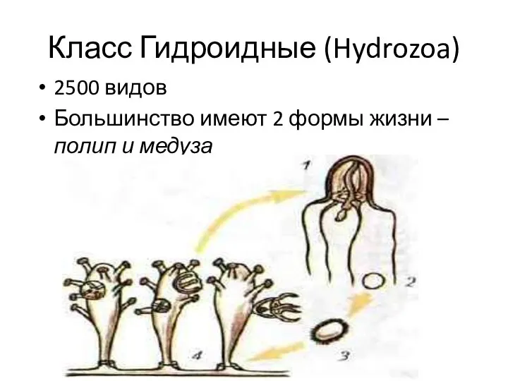 Класс Гидроидные (Hydrozoa) 2500 видов Большинство имеют 2 формы жизни – полип и медуза