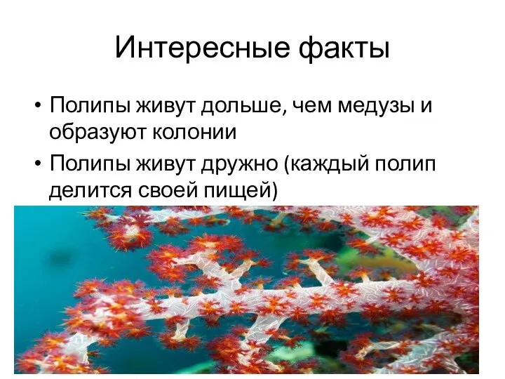 Интересные факты Полипы живут дольше, чем медузы и образуют колонии Полипы живут