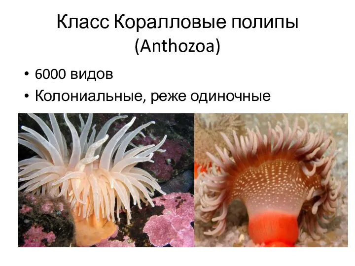Класс Коралловые полипы (Anthozoa) 6000 видов Колониальные, реже одиночные
