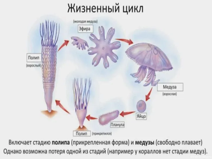 Жизненный цикл