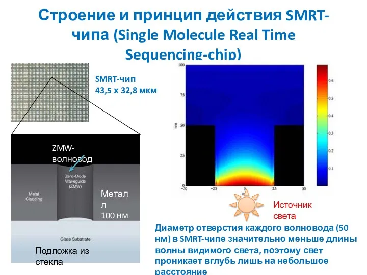 Строение и принцип действия SMRT-чипа (Single Molecule Real Time Sequencing-chip) Диаметр отверстия