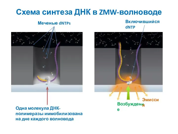 Схема синтеза ДНК в ZMW-волноводе Возбуждение Эмиссия Меченые dNTPs Включившийся dNTP Одна