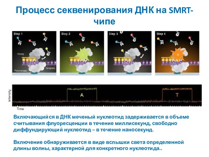 Процесс секвенирования ДНК на SMRT-чипе Включающийся в ДНК меченый нуклеотид задерживается в