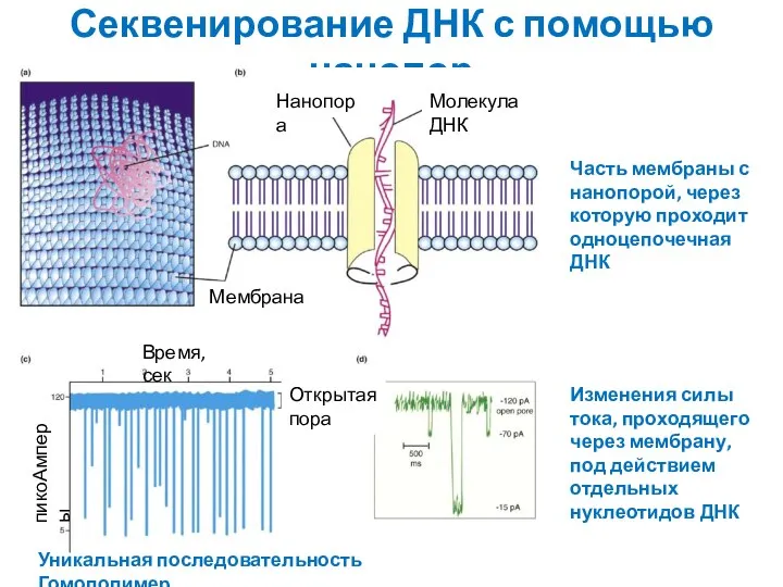 Секвенирование ДНК с помощью нанопор Уникальная последовательность Гомополимер Часть мембраны с нанопорой,