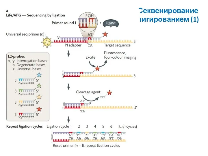 Секвенирование лигированием (1)