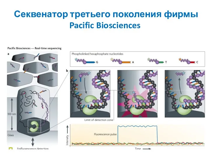 Секвенатор третьего поколения фирмы Pacific Biosciences