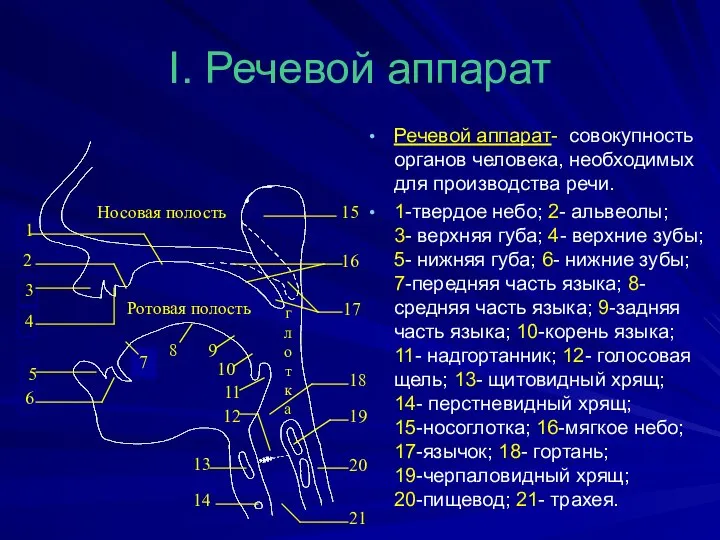 I. Речевой аппарат Речевой аппарат- совокупность органов человека, необходимых для производства речи.