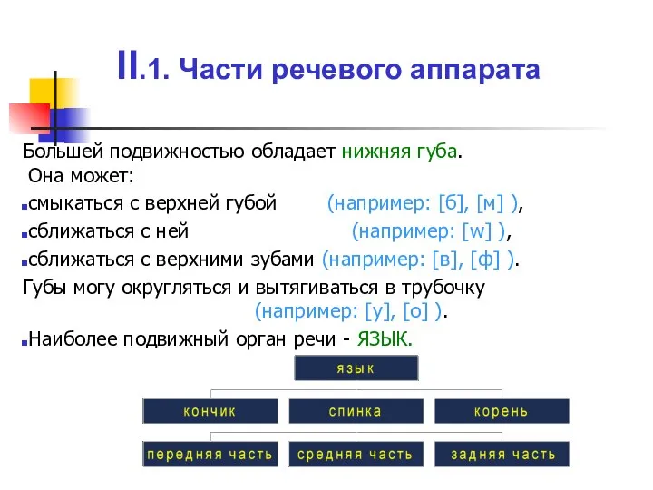 Большей подвижностью обладает нижняя губа. Она может: смыкаться с верхней губой (например: