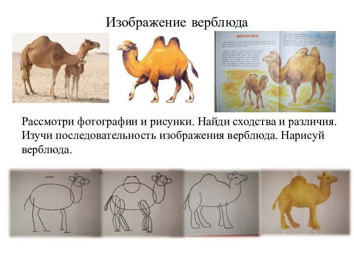 Изображение верблюда Рассмотри фотографии и рисунки. Найди сходства и различия. Изучи последовательность изображения верблюда. Нарисуй верблюда.