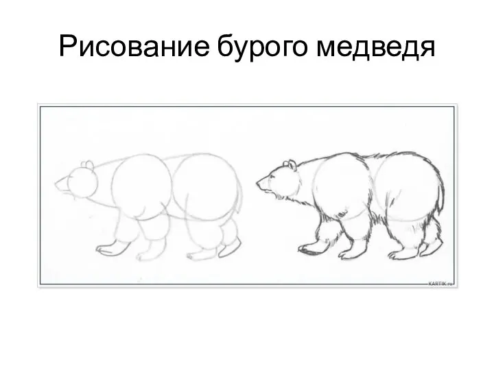 Рисование бурого медведя