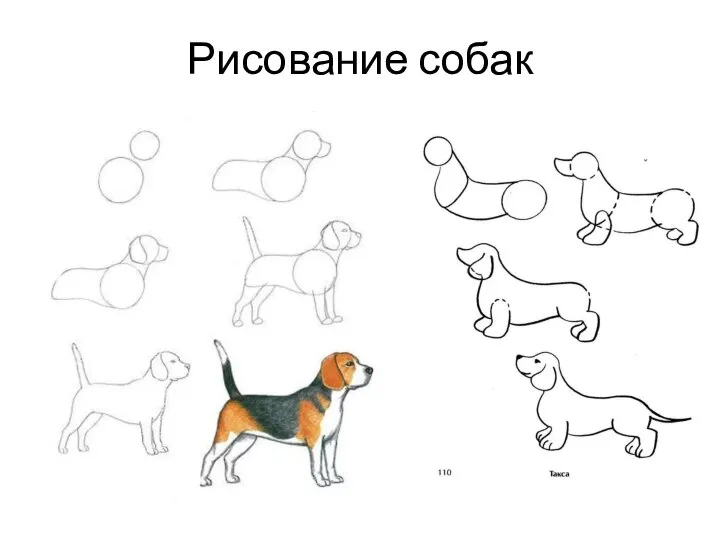 Рисование собак