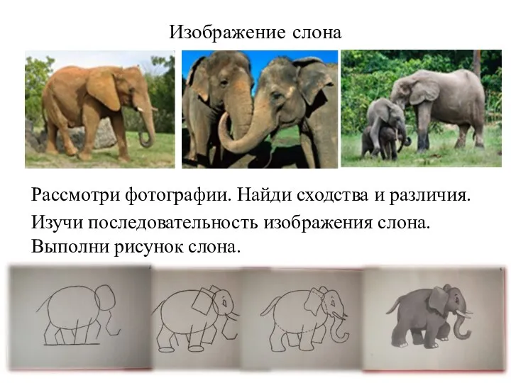 Изображение слона Рассмотри фотографии. Найди сходства и различия. Изучи последовательность изображения слона. Выполни рисунок слона.