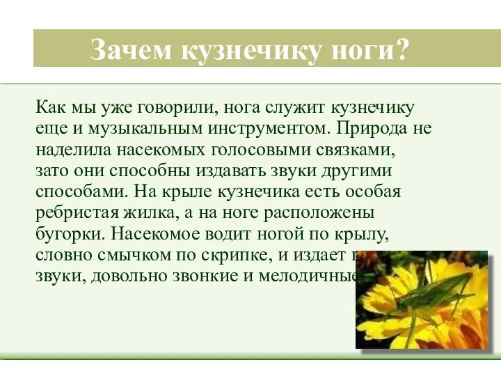 Зачем кузнечику ноги? Как мы уже говорили, нога служит кузнечику еще и