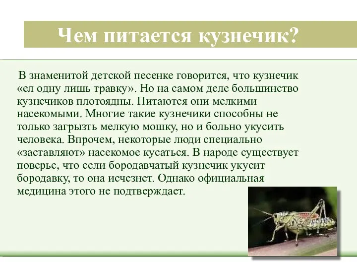 Чем питается кузнечик? В знаменитой детской песенке говорится, что кузнечик «ел одну